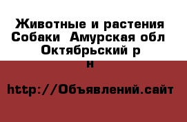 Животные и растения Собаки. Амурская обл.,Октябрьский р-н